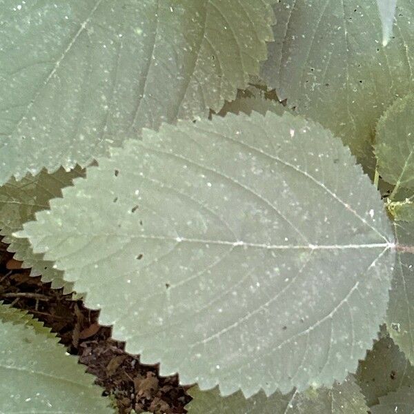 Laportea canadensis Leaf