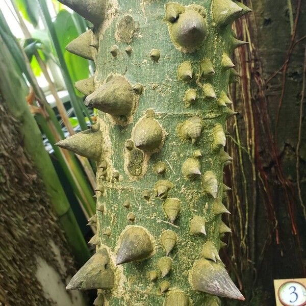 Ceiba speciosa Kabuk