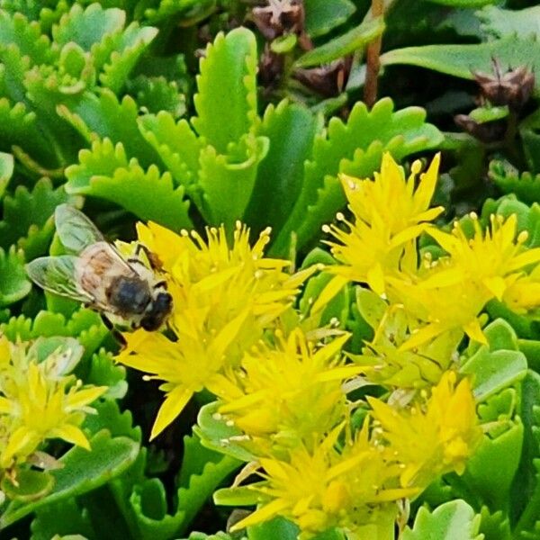 Phedimus aizoon Flower