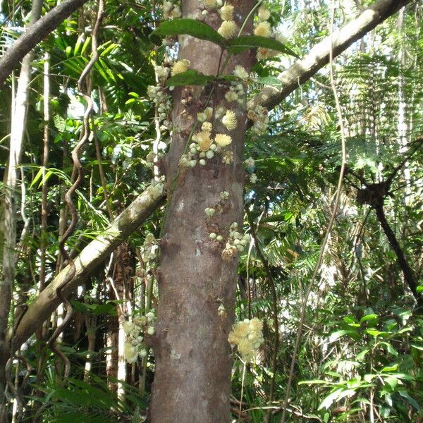 Syzygium cormiflorum Kora