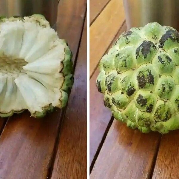 Annona squamosa Fruitua