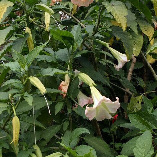 Brugmansia suaveolens Habit