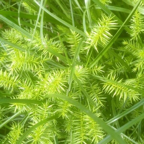 Cyperus strigosus 葉