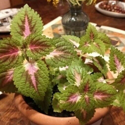 Plectranthus scutellarioides Folio