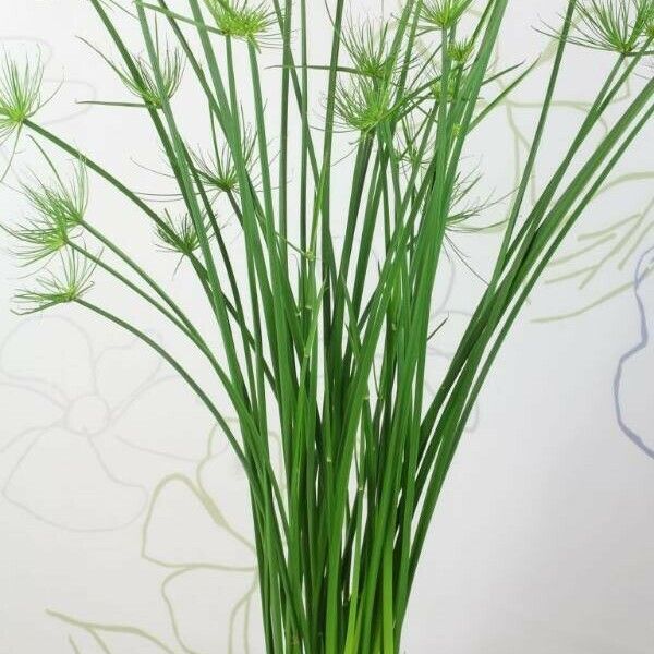 Cyperus haspan Other