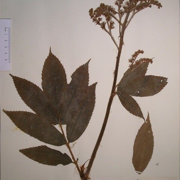 Rodgersia nepalensis Other