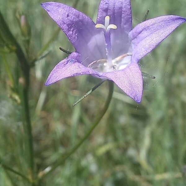 Campanula rapunculus Flor