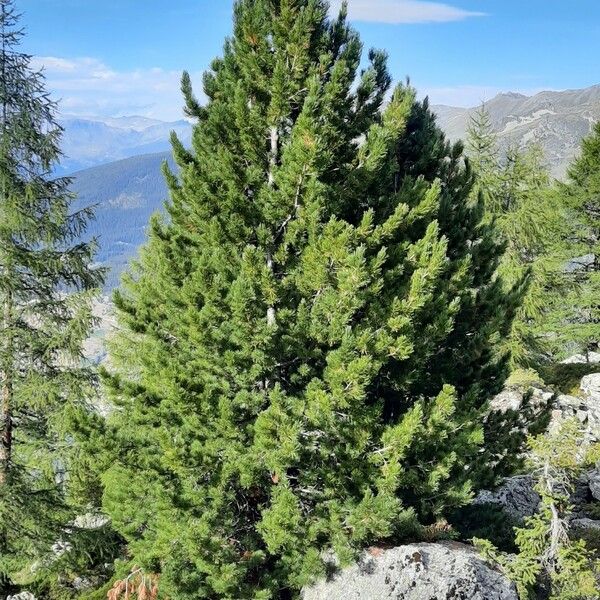 Pinus cembra Habitat