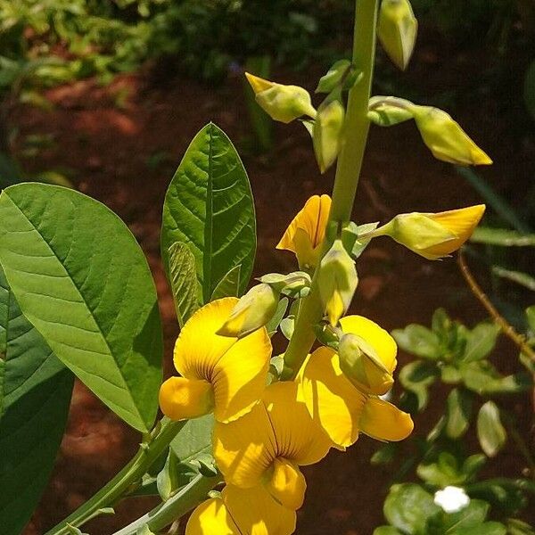 Crotalaria spectabilis Květ