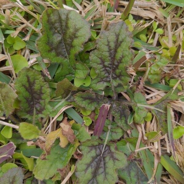 Salvia lyrata Fulla