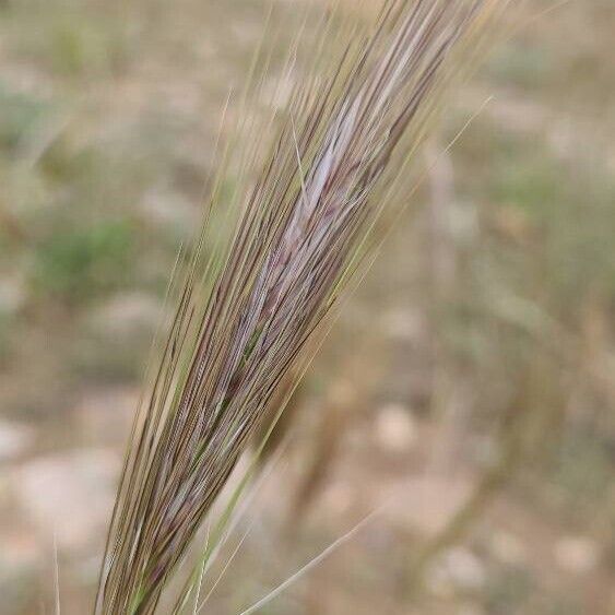 Stipellula capensis Квітка