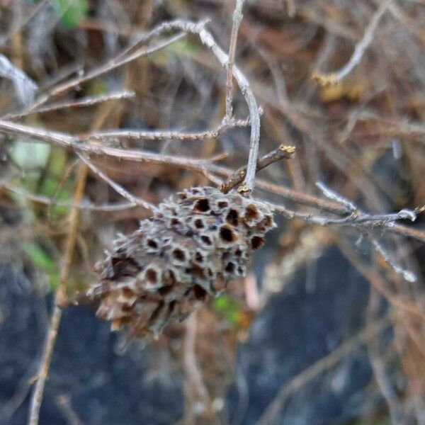 Lavandula stoechas Fruit