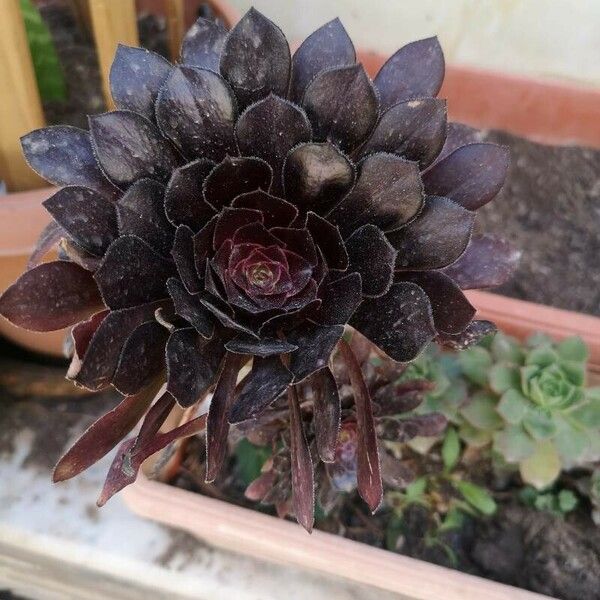 Aeonium arboreum Liść