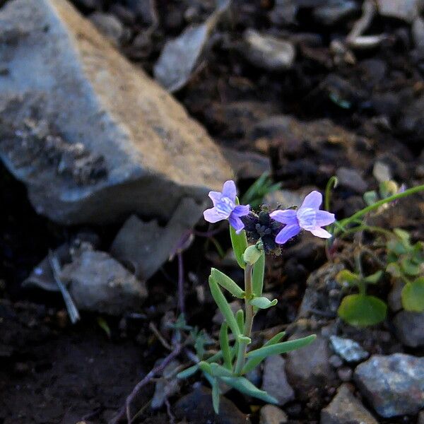 Linaria arvensis Φλοιός