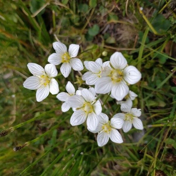 Parnassia palustris Кветка