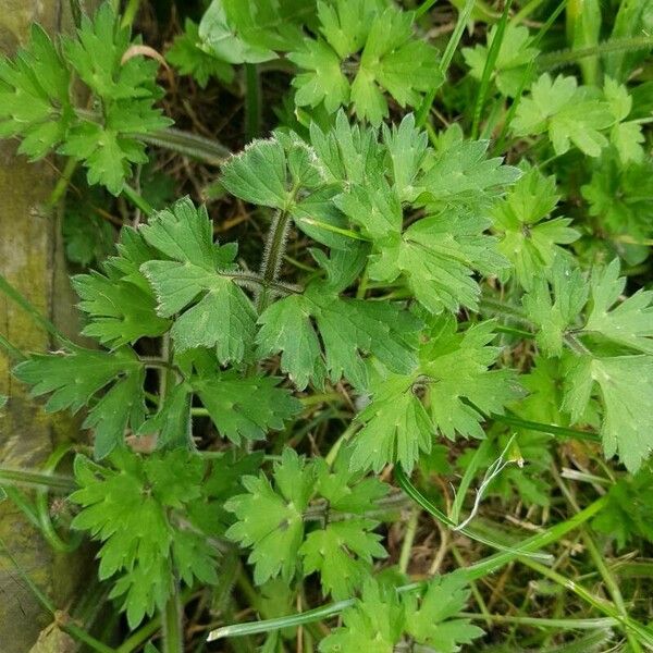 Ranunculus repens Cvet