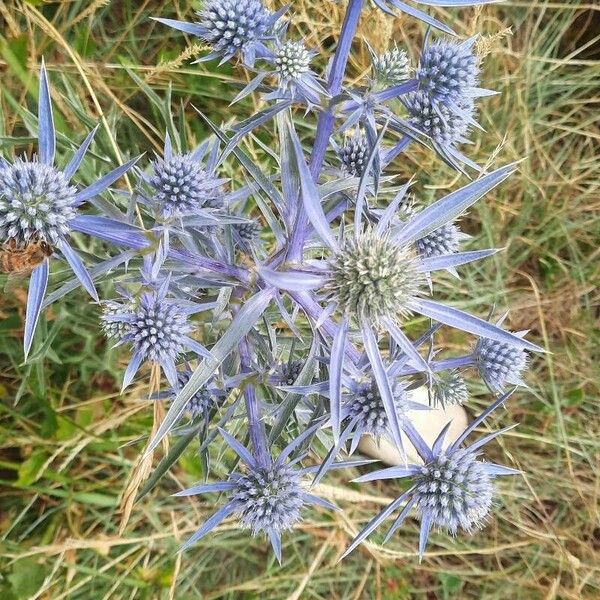 Eryngium bourgatii Bloem