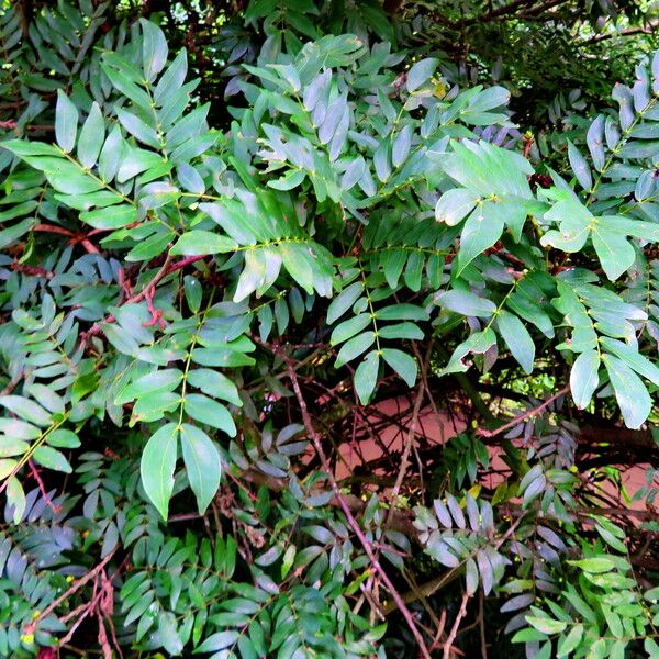 Calliandra haematocephala Yeri