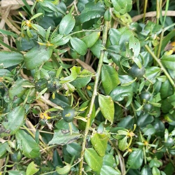 Pereskia aculeata 形態