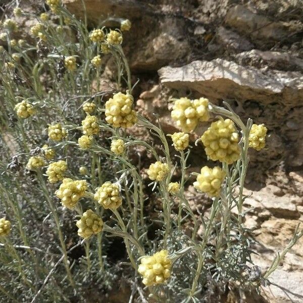 Helichrysum saxatile 花