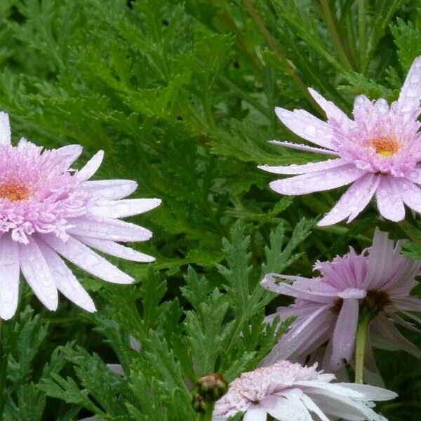 Argyranthemum frutescens Flower