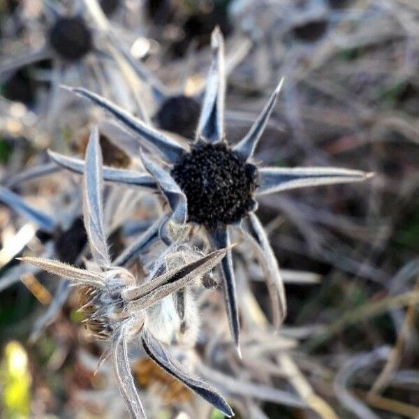 Pallenis spinosa Fruit