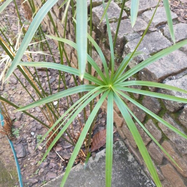 Cyperus alternifolius Leaf