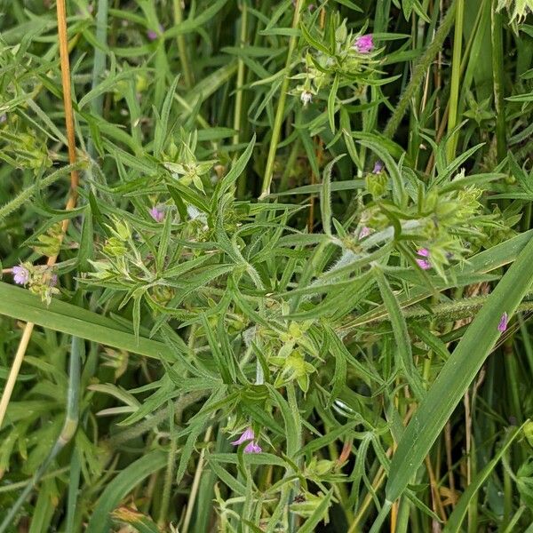 Geranium dissectum Habitus