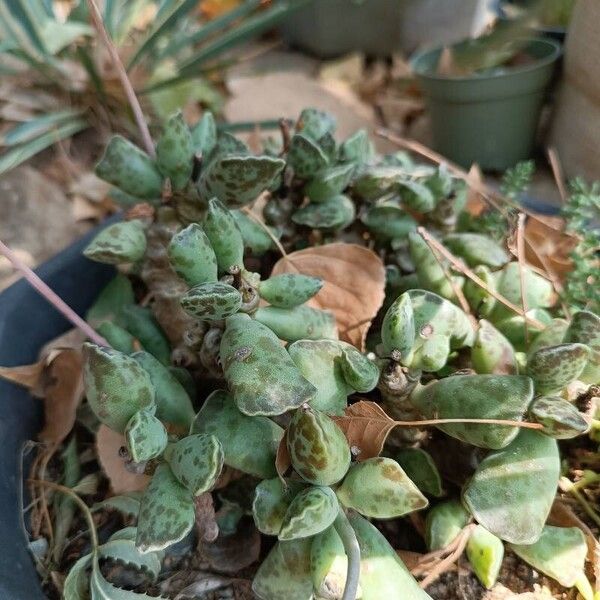 Adromischus cooperi 葉