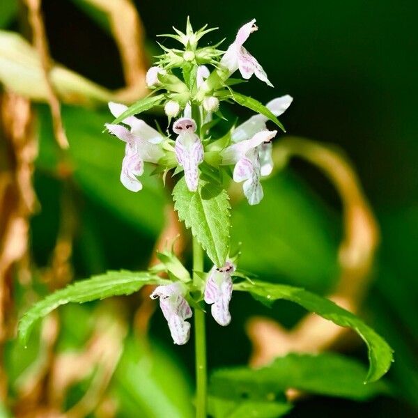 Stachys tenuifolia Kukka