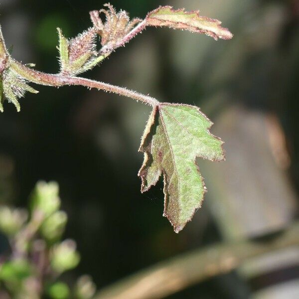 Hibiscus surattensis Leaf