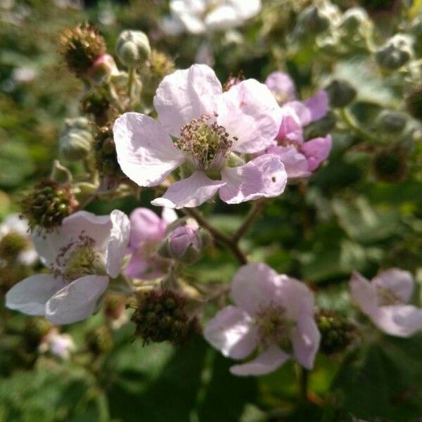 Rubus ulmifolius Kvet