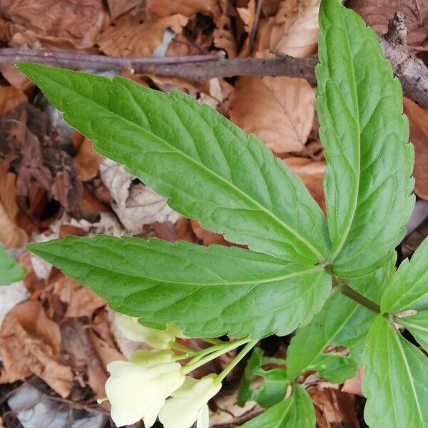 Cardamine enneaphyllos List