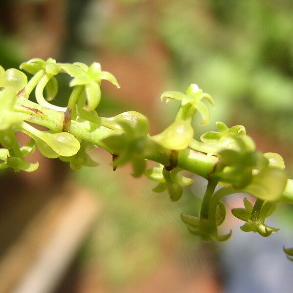 Diaphananthe vesicata Flower