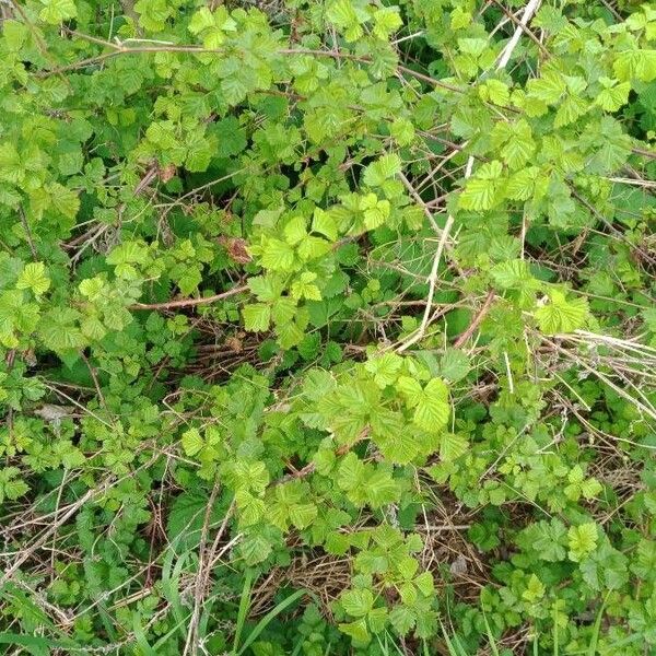 Rubus caesius Blad