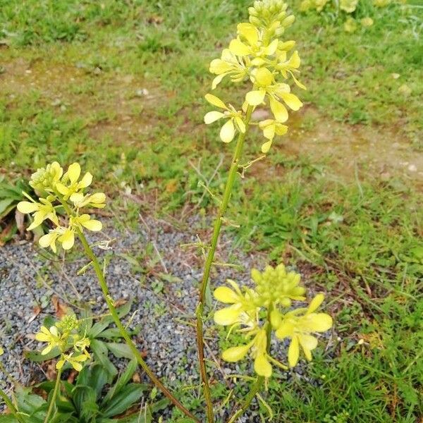 Sinapis arvensis Flower