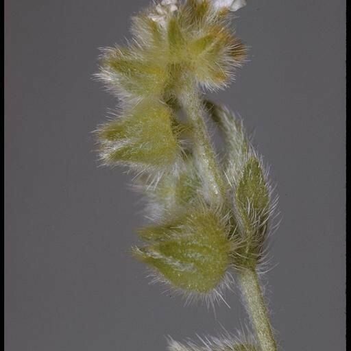 Plagiobothrys canescens Кветка