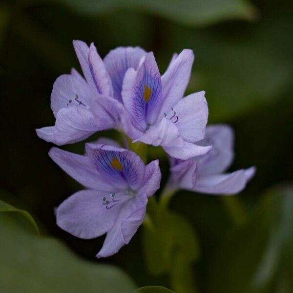 Eichhornia crassipes Flower