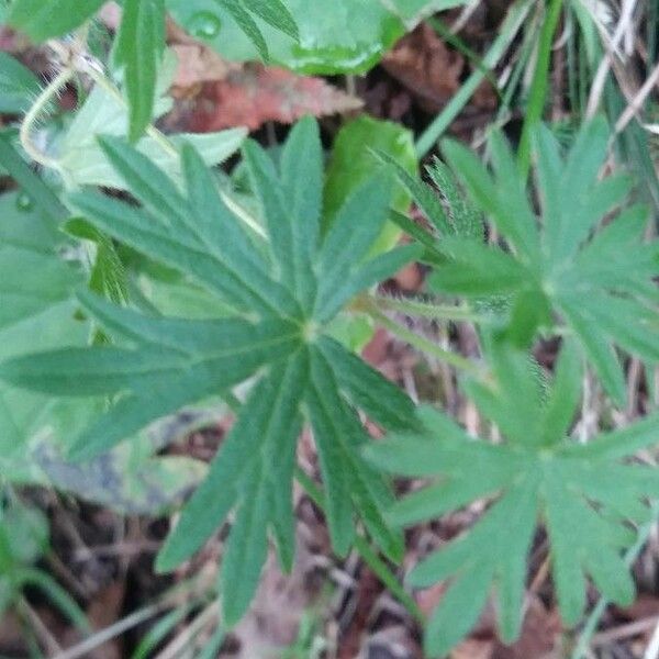 Geranium sanguineum Blad