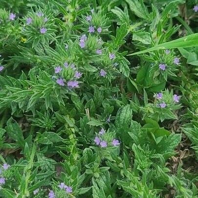 Verbena bracteata 花