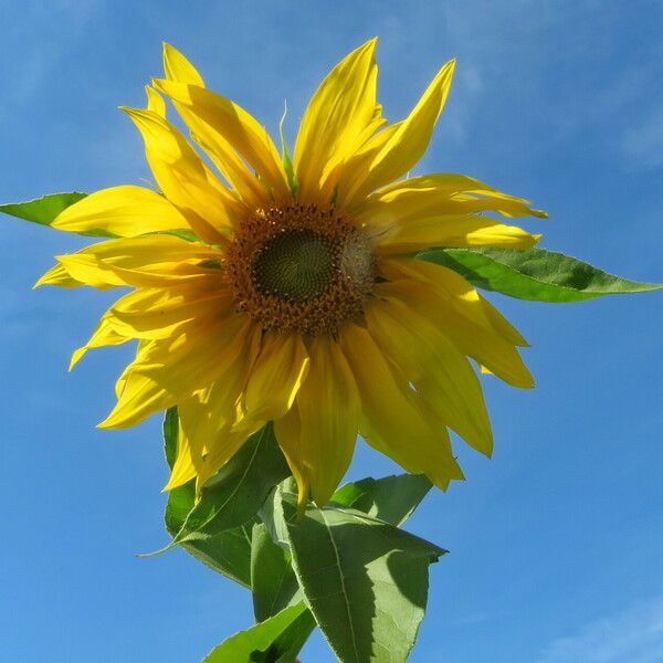 Helianthus annuus Цвят