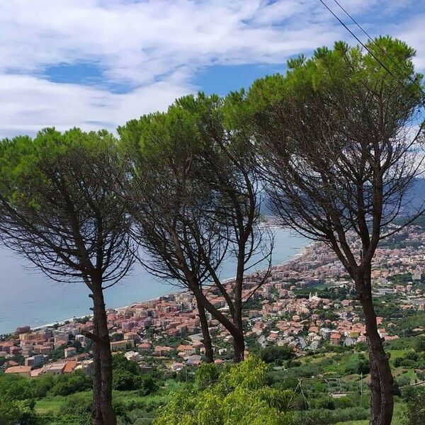 Pinus pinea Rhisgl