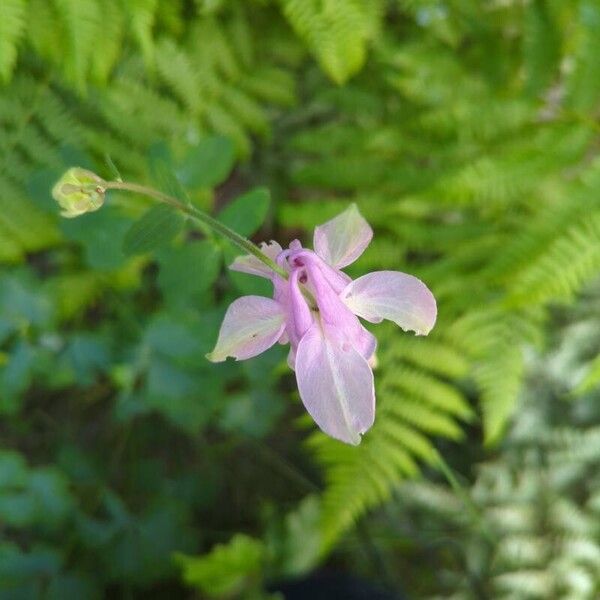 Aquilegia nigricans ᱵᱟᱦᱟ