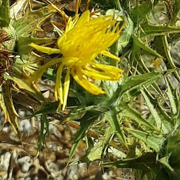 Carthamus lanatus Flors