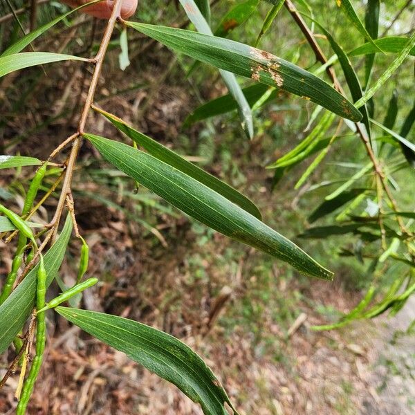 Acacia longifolia List