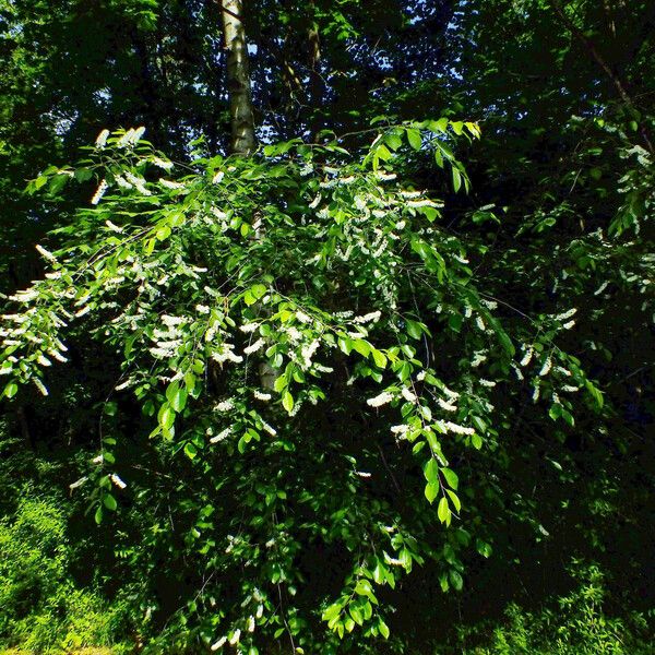 Prunus serotina عادت