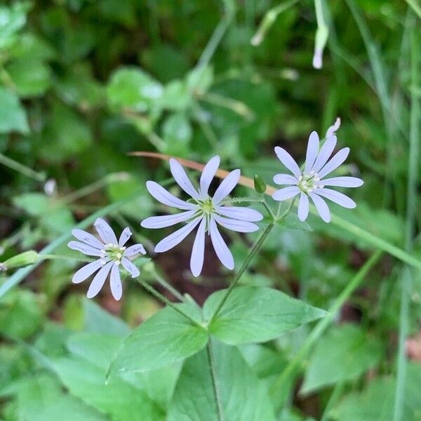 Stellaria nemorum Blomst