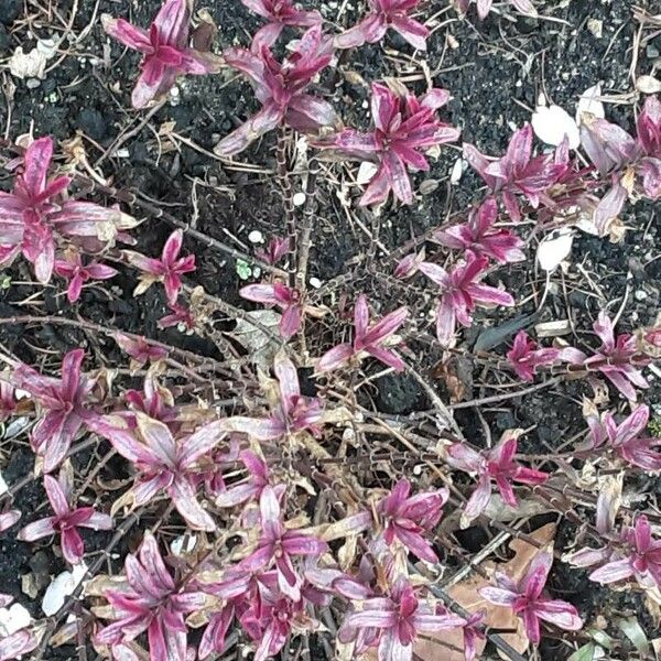 Alternanthera sessilis Fiore