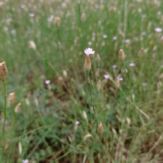 Petrorhagia prolifera 花