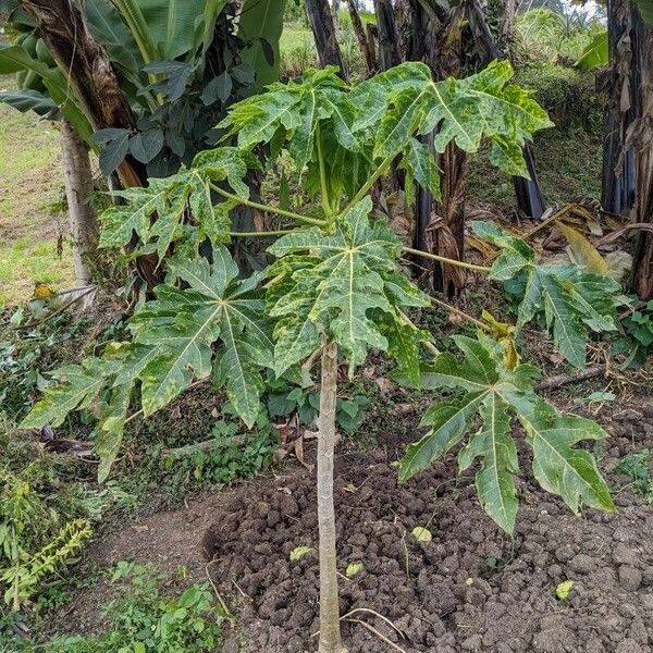 Carica papaya পাতা
